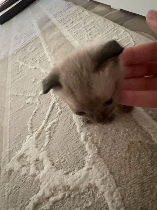 Продаются милые веслоухие котята