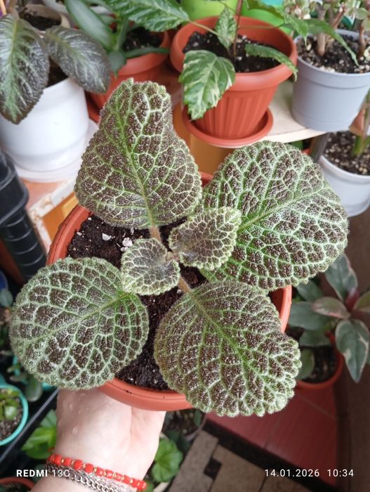 Продам комнатные растения