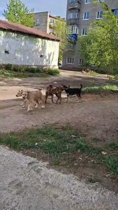 Щенки в добрые руки. Срочно!