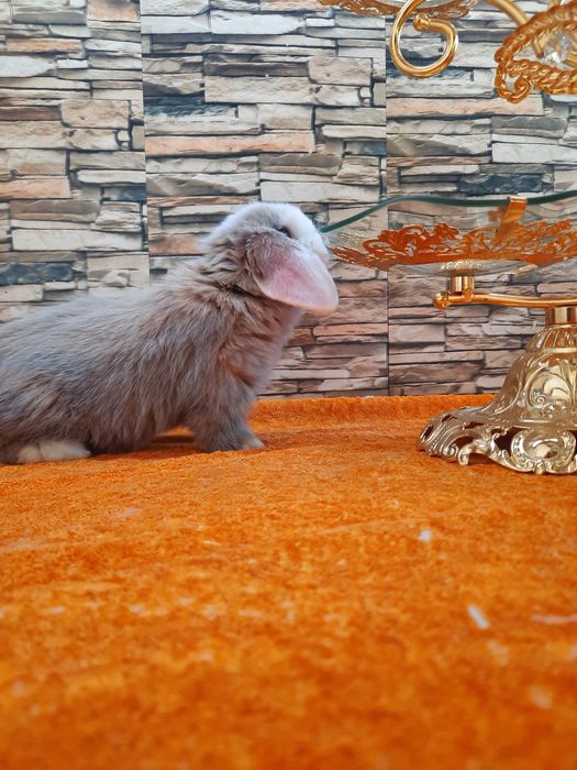 Карликовые Декоративные кролики для подарок