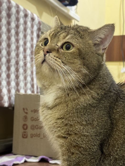 КОТ ДЛЯ ВЯЗКИ! Viyazka Uchun Mushuk bor