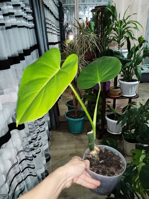 Комнатные растения