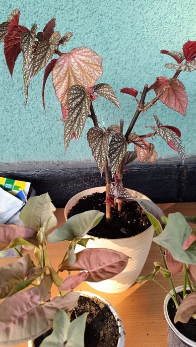 Сингониум . Бегония пятнистая Комнатные цветы