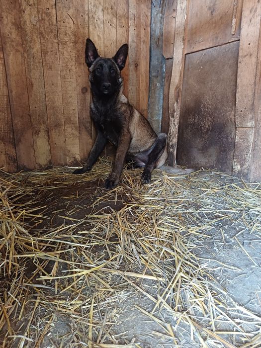 Ciobanesc Belgian Malinois