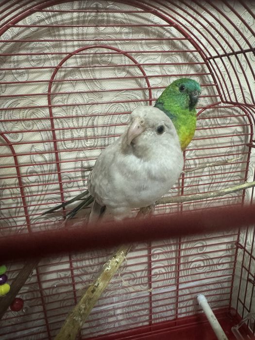 Попугаи певьчие