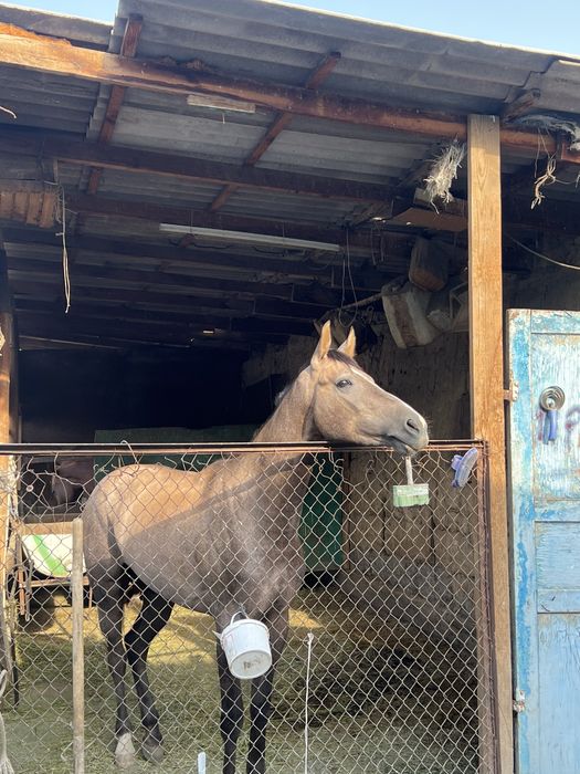 Продам жеребца 3 года