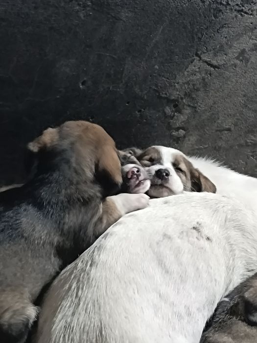 Щенята бесплатно