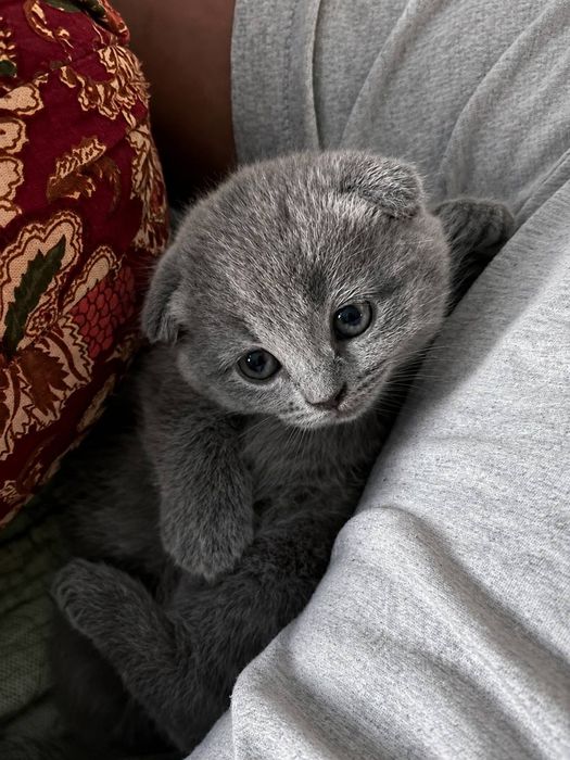 Скотиш фолд котята
