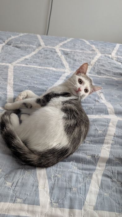 Котенок Девочка 3мес Очень Ласковая