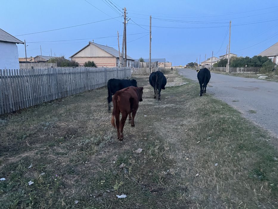 Продам 5 голов КРС