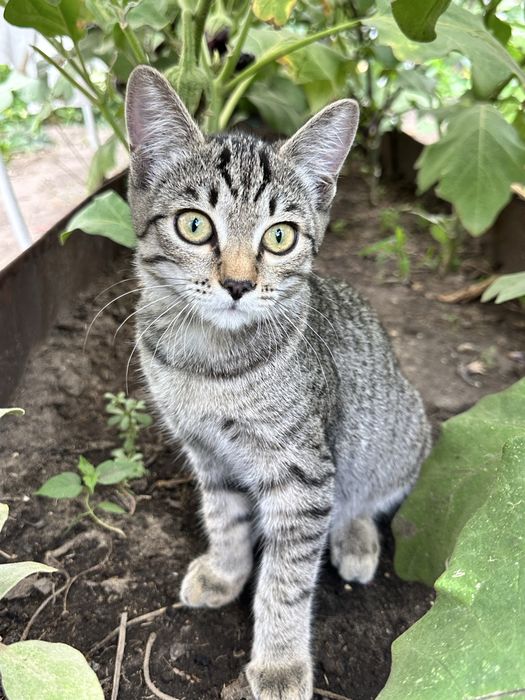 отдам молоденькую кошечку ( подросток)
