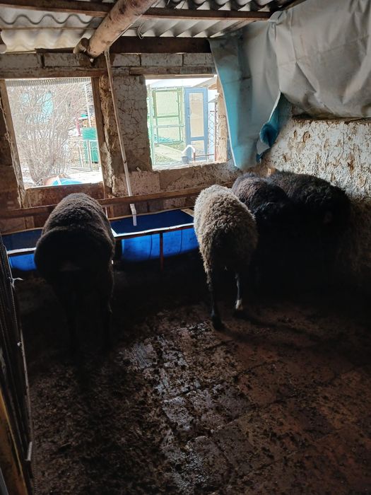 Продается кучкар