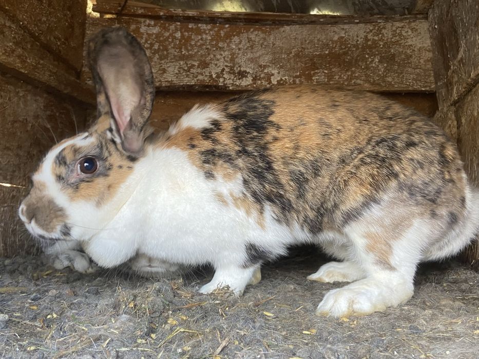 Vând iepurița  prețul nu este negociabil !