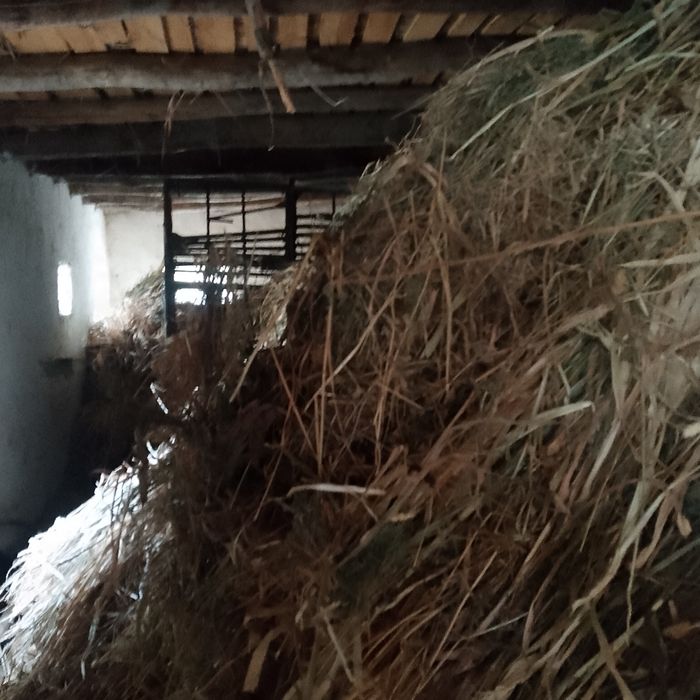 Makkayipoya saмom poyа beda