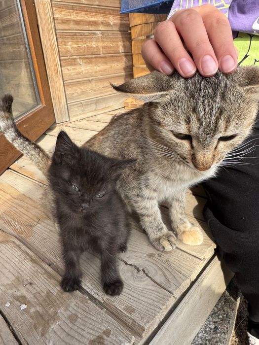 Котята  бесплатно