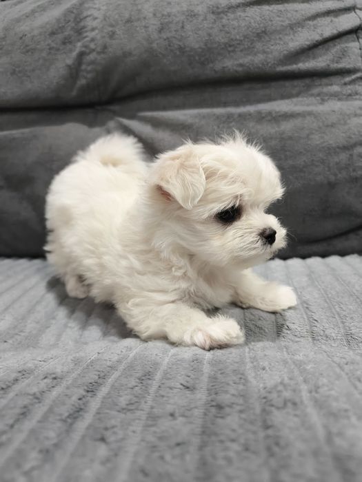 Мальтизе, девочки и мальчики