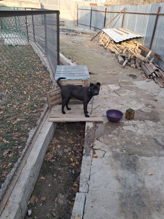 Сабака котята..олд