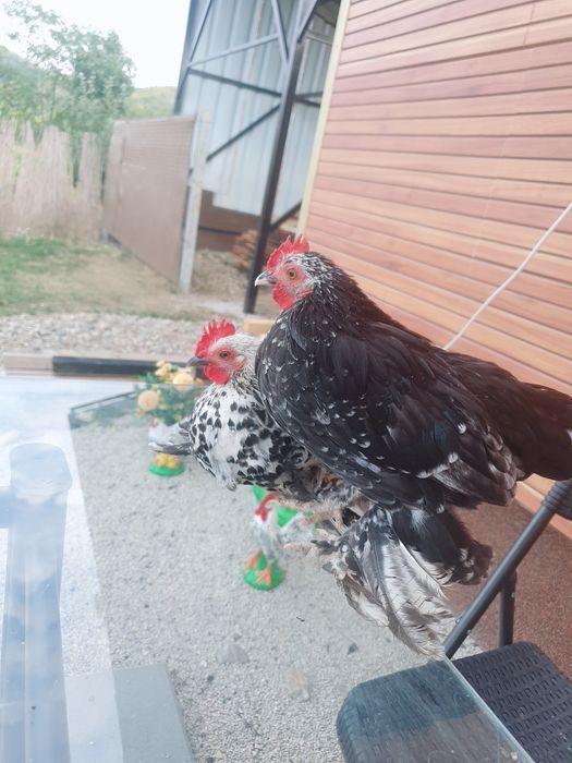 De vânzare pitici Mii de Flori