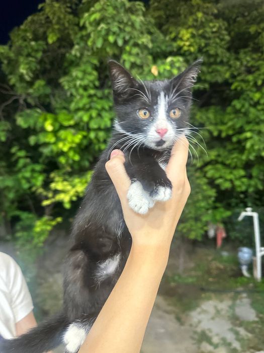 Котята в добрые и заботливые руки