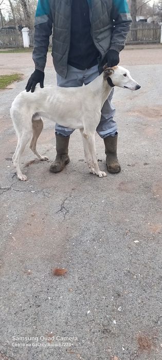 80000 мын грейхаунд