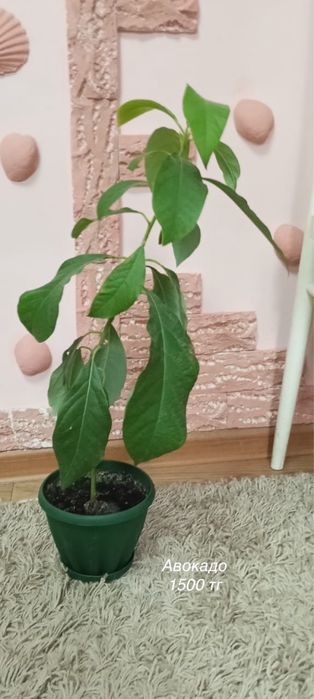 Комнатные цветы и растения