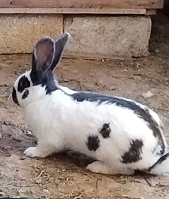 Продаются крольчата