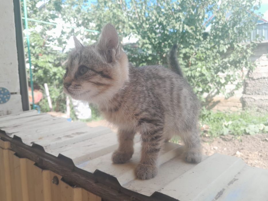 Отдам даром котят