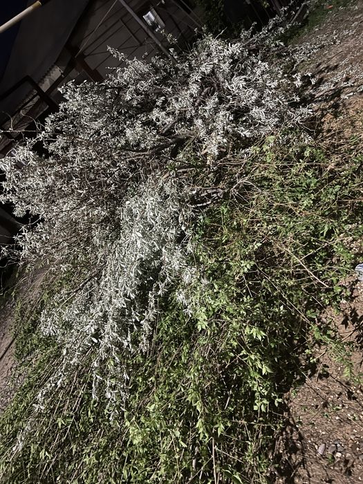 Ағаш Отын Қара ағаш, Жиде дайын