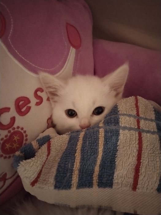 Продаём котят скоттиш-страйт.