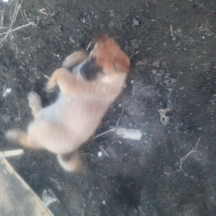 отдам щенков в хорошие руки