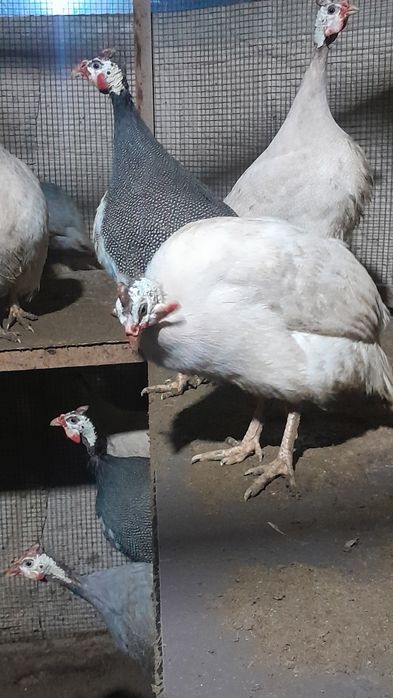 Цисаркалар сотилади