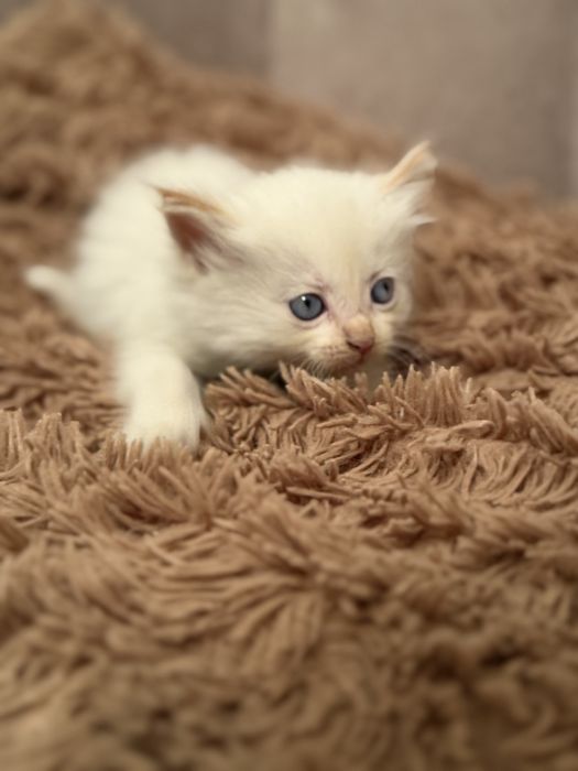 Отдам милых котят