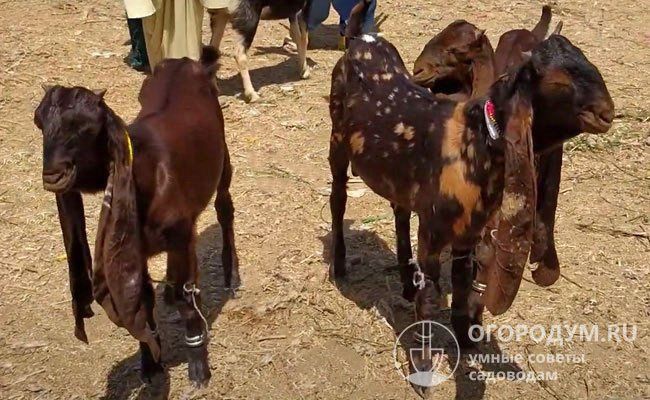 Молоко козье натуральное.