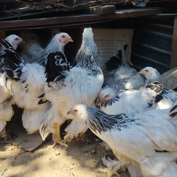 Продам куры домашние