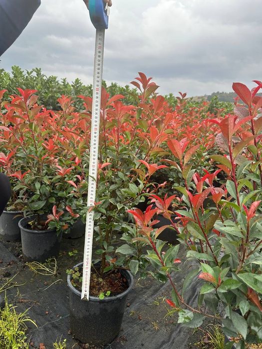 Фатиния изгирид (Италия)