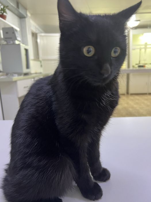 Отдам в добрые руки