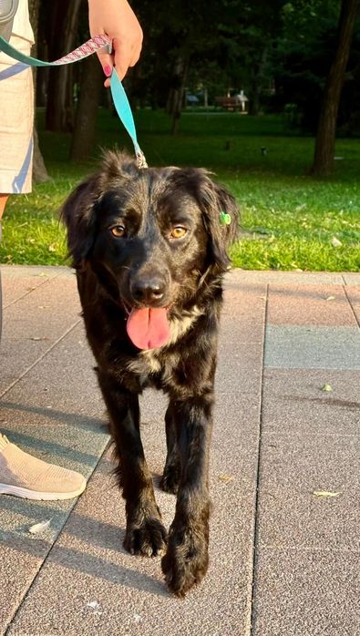 Собака ищет дом и семью