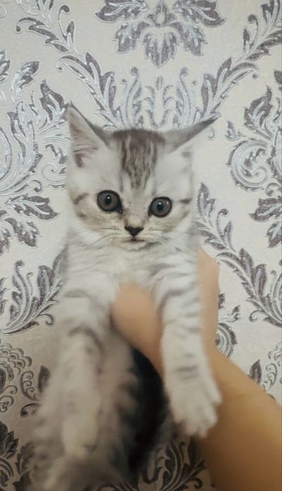 Продаётся шотландская прямоухая кошечка