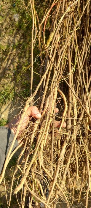 Puieti salcâm robinia Pseudacia preț 50 banii.analtimea de 70 80 cm