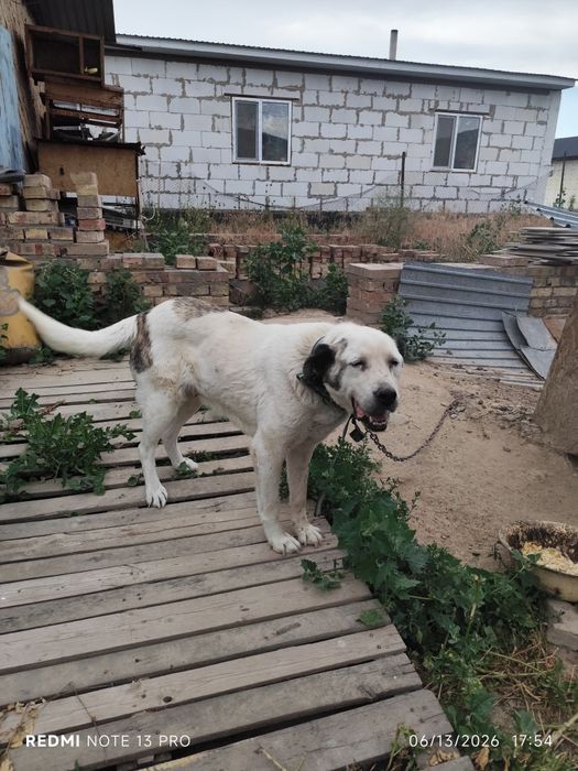 Собаки бесплатно