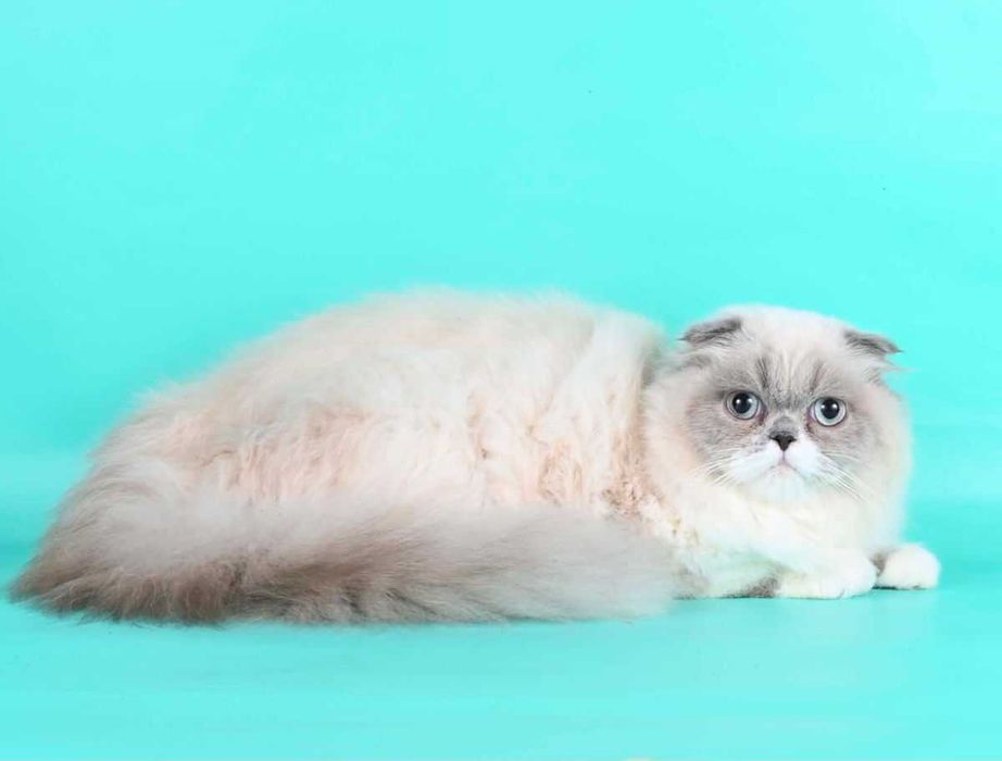 Scottish Straight blue cu pedigree
