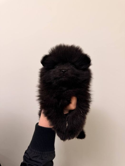 Шпиц померанский