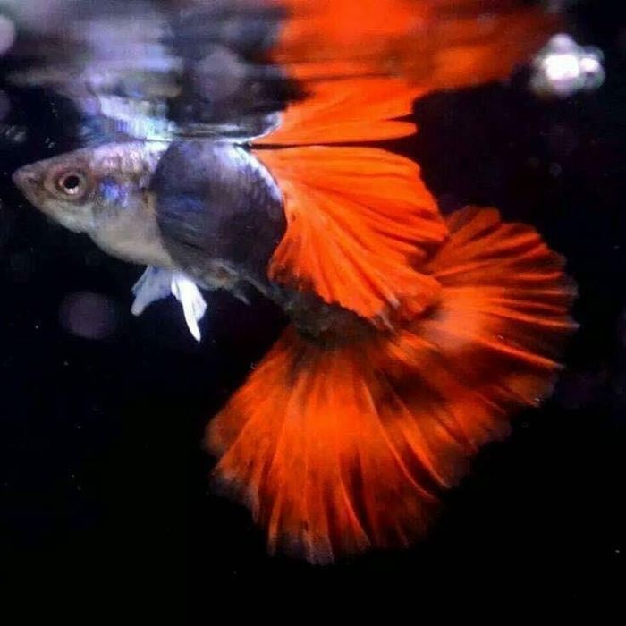 Гуппи слоновые уши фото Гуппи слоновые уши фото