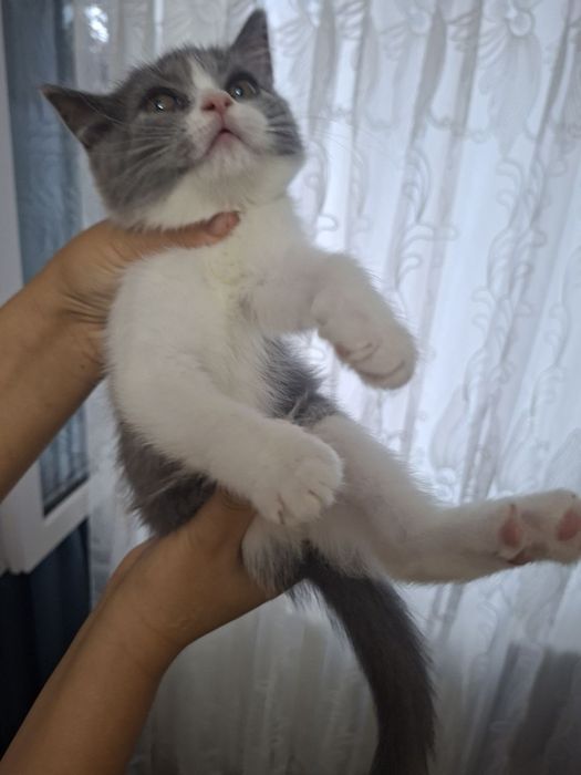 Кошка продаётся скотш страйит зоттор мушук