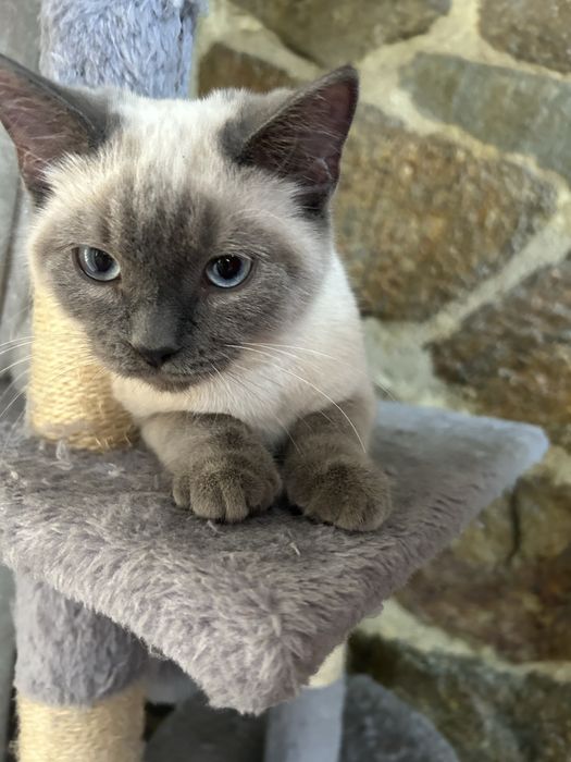 Pisic british de vânzare