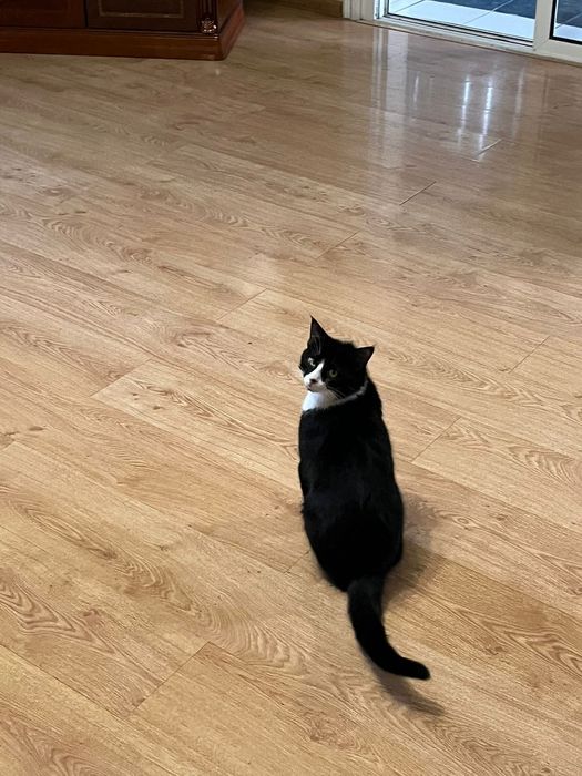 Отдам кота в добрые руки