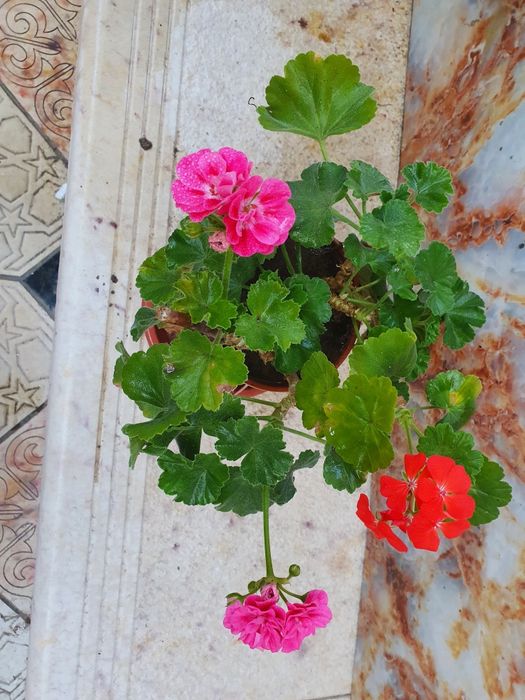 Pushti rangli sogʻlom Geran (Kashkargul) koʻchatlari