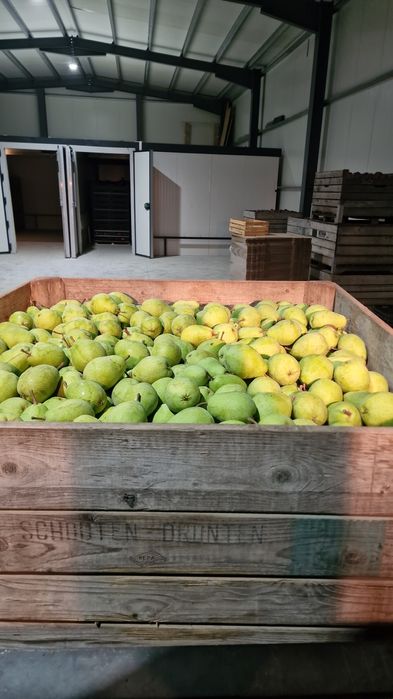 Vand pere lukas import