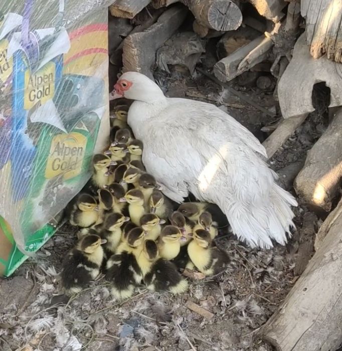 Продам индоутят мускусные.