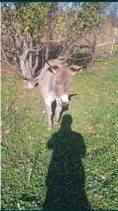 Подарю Ишака по кличке Арни